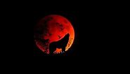 Wolf Howling - Best Quality Audio
