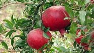 Pomegranate (Punica granatum) from seeds