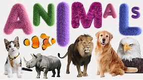 Animal - List of Animals - Name of Animals - 500 Animals Name in English from A to Z