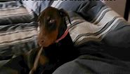 So scary 😱 #doberman #dobermanpinscher #taylorswift #dogs #meme #funny #cute | WhiteTail Naturals