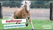 Haflinger | characteristics, origin & disciplines