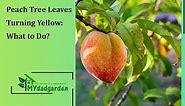 Peach Tree Leaves Turning Yellow: What to Do?