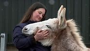 Donkey Sanctuary in Devon rescues record number of animals from squalid conditions