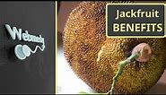 Jackfruit - Top 8 Health Benefits of Jackfruit