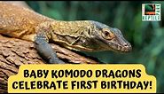 Australia's First Baby Komodo Dragons Turn One | Australian Reptile Park