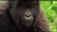 Meet This Family of Mountain Gorillas | Cousins | BBC Earth