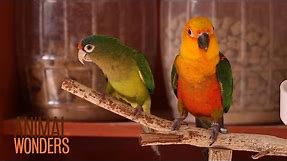 What's a Conure?