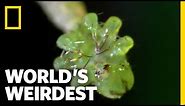 Carnivorous Caterpillars | World's Weirdest