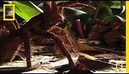 Largest Spider in the World - GIANT Tarantula | National Geographic