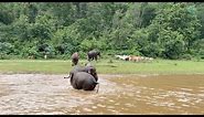 Elephant HomNuan Leads The Charge To Drive These Interlopers Cows Away - ElephantNews