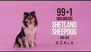 Shetland Sheepdog aka Sheltie aka Miniature Collie