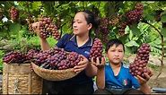 Harvest Vineyard Fruit go market sell - Banana wine soak - Goat care | Lý Thị Ca