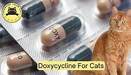 Doxycycline For Cats: Dosage Chart & Calculator