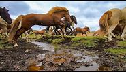 Beautiful Herd of Horses Running Free!