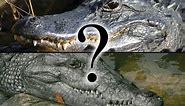 The Differences Between Crocodilians