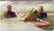 Baby Seal Surprises Surfers | Surf Seal of Approval