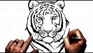 How to Draw a White Tiger | Step By Step