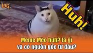 Meme Mèo Huh? là gì và có nguồn gốc từ đâu?
