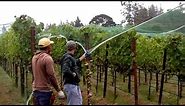 In the Vineyard - Installing Bird Netting