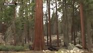 Sequoias, world's largest trees, thriving in UK