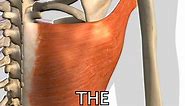 The Latissimus Dorsi Muscle
