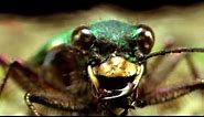 Facts About Beetles - Secret Nature | Beetle Documentary | Natural History Channel