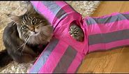 Two Funny Maine Coon Cats! (Watch To The End 😜 )