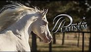 Dun It In Platinum: 2006 Cremello AQHA Stallion
