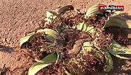 The Namibian - DESERT LIFE ... The Welwitschia mirabilis,...
