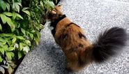 Long-haired Calico cat taking a walk in the garden