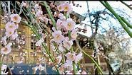Tokyo’s Best Plum Blossom Spot | Yushima Tenjin