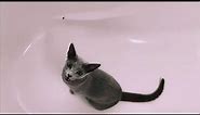 Adorable Russian Blue Cats Meowing - Cute Russian Kittens Meow Sound