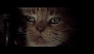 Alien (1979) scene with Jonesy, Ripley's cat