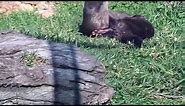 Otters Still Mating... Again
