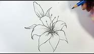 How to Draw a Lily Flower Step by Step | Hihi Pencil