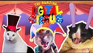 The Amazing Digital Circus - Cat Version | Meme