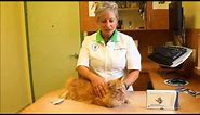 Flea Treatment for Cats!! How to Apply Revolution for Cats