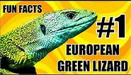 Reptile fun facts #1 EUROPEAN GREEN LIZARD (Lacerta viridis)