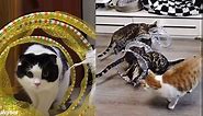 Cat Tunnels for Indoor Cats, Folded Upgrade Large Collapsible Cat Tube Tunnel with Feather Mouse Toys, Cat Tent Play Tunnel with Interactive Toy for Kitten and Cats, Exercise Cat Toys(Yellow)