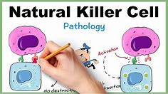 NK Cell (Natural Killer Cell) Simplified: How it kills virus infected cell