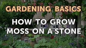 How to Grow Moss on a Stone