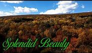 Fall Foliage In Pennsylvania - Birds Eye View