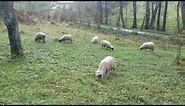 uzgoj i prodaja ovaca-Teslić-Irice-Ovčarstvo