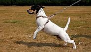 Best dog harness for pulling: control without choking