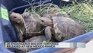 Population of endangered tortoise species grows in New Mexico