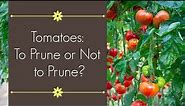 Pruning Big Boy Tomatoes | How and why