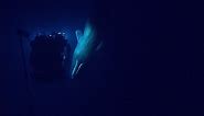 Rare Sperm Whale Encounter with ROV | Nautilus Live