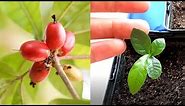 Growing Miracle Berry Fruit from Seed