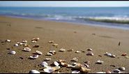 Seashells and beach waves moving | 4K Relaxing Screensaver