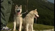 The Siberian Husky And Alaskan Malamute